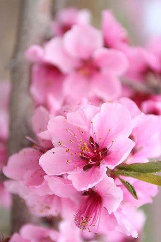 3月3日の誕生 桃の花言葉 カムとキクタンの大満足時代
