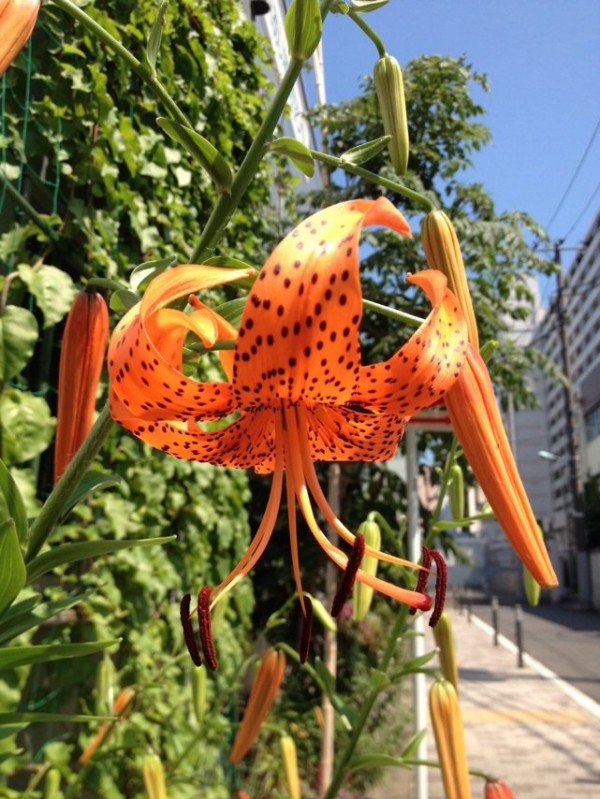 ８月１３日の誕生花 オニユリの花言葉 愉快 カムとキクタンの大満足時代