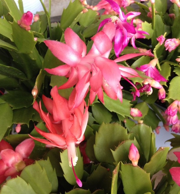 １２月１３日の誕生花 クリスマスカクタスの花言葉 美しい眺め カムとキクタンの大満足時代