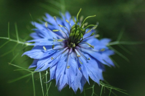6月2日の誕生花 ニゲラの花言葉 夢で逢いましょう カムとキクタンの大満足時代
