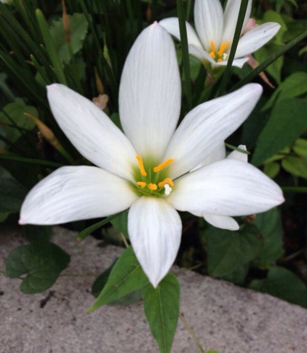 ８月３０日の誕生花 タマスダレの花言葉 汚れのない愛 カムとキクタンの大満足時代