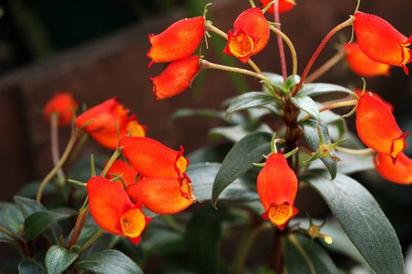 １１月２９日の誕生花 シーマンニアの花言葉 繁栄 カムとキクタンの大満足時代