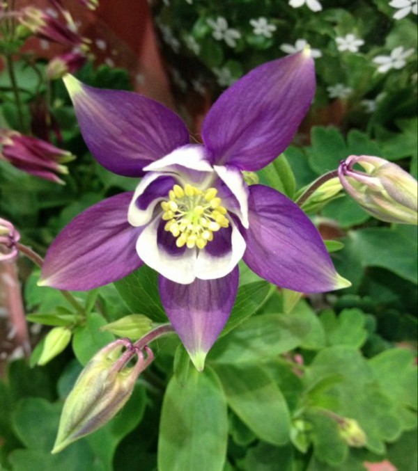 5月22日の誕生花 オダマキ花言葉 勝利 カムとキクタンの大満足時代