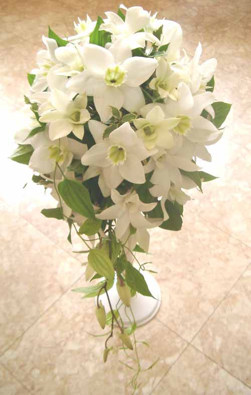 1月26日の誕生花 ユーチャリスの花言葉 純愛 清らかな心 カムとキクタンの大満足時代