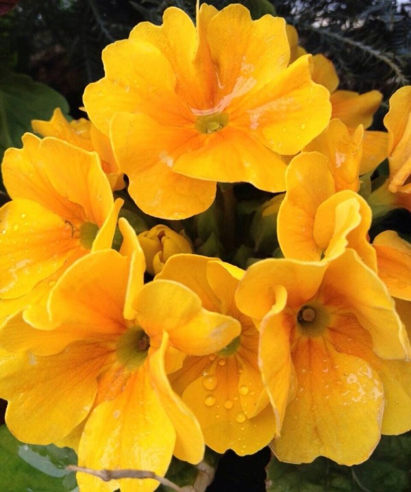 1月17日の誕生花 プリムラジュリアンの花言葉 永続する愛情 カムとキクタンの大満足時代