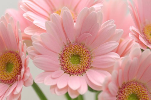 最新待ち受け ピンク ガーベラ 最高の花の画像