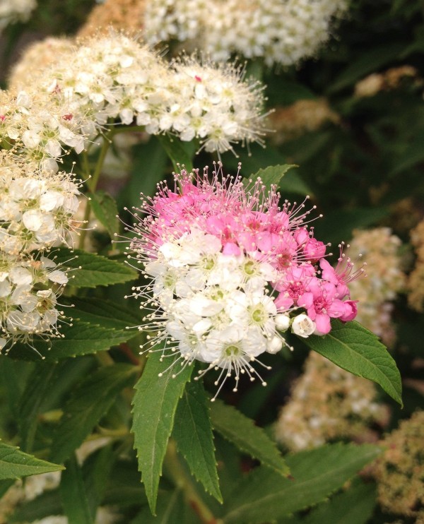 7月4日の誕生花 シモツケの花言葉 努力家 カムとキクタンの大満足時代