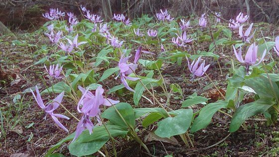 カタクリ咲いた わが山の春の女神 おけや農園 オオムラサキの楽園 Campagne1976