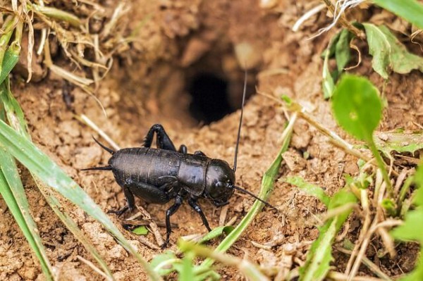 昔キャンプ場でテント張って寝た時にカマドウマのツガイが複数いたんだけど Camping Mag まとめちゃんねる