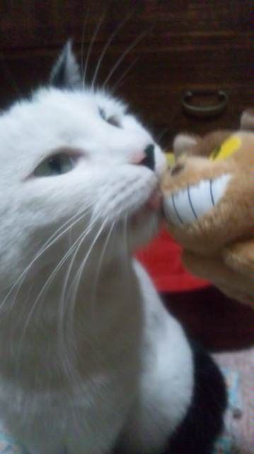 ガルシアの新宿猫日記 ハート猫カラコの幸せハート カラコと猫バスのkiss ５月からyoutubeデビュ Candlecontactのblog