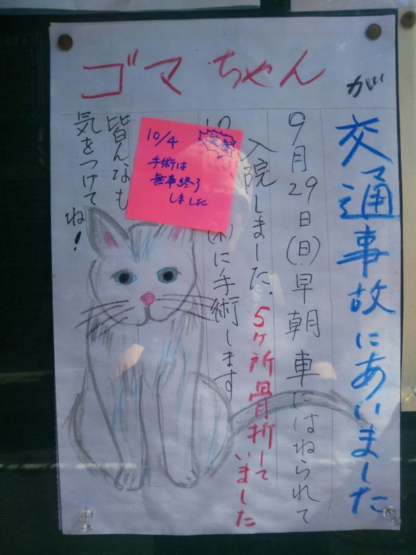 ゴマちゃんが交通事故にあいました 多武峰内藤神社で手術費用カンパ受け付けています Candlecontactのblog ゴマちゃんが交通事故にあいました 多武峰内藤神社で手術費用カンパ受け付けています Candlecontactのblog