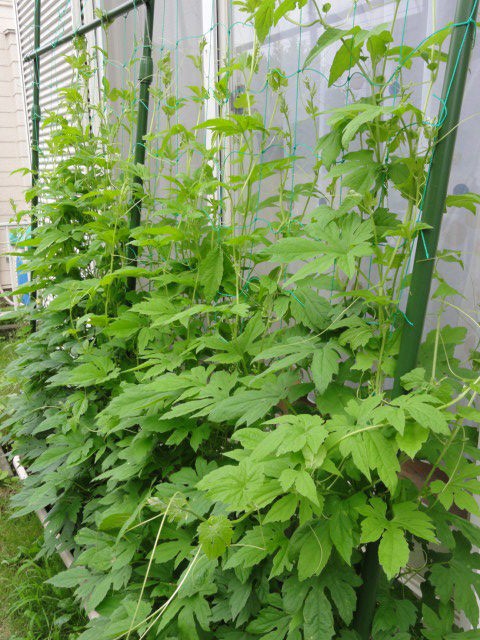 ゴーヤのグリーンカーテン日記 トマト バジル ブラックペパーミントも順調です 昨日の自分を越えるために