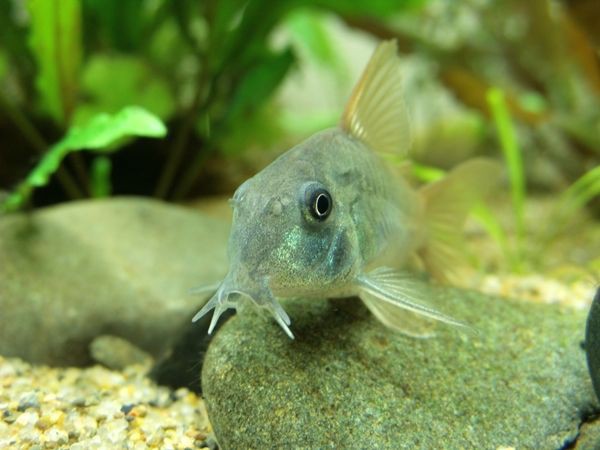 コリドラスとかいうクソ可愛い魚 アクアログ