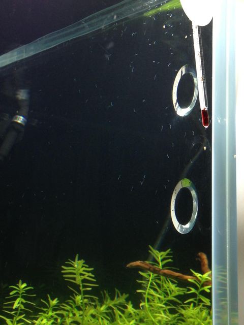 水槽に沸くプラナリアの駆除方法はこちら アクアログ