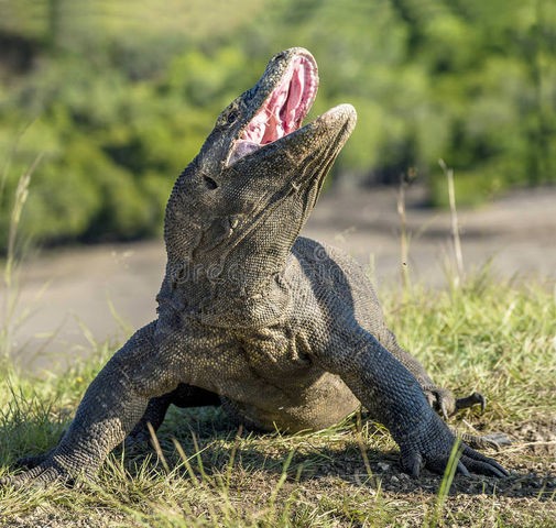 悲報 史上最強の生物 コモドドラゴン のスペックがヤバ過ぎると話題にwwｗｗｗｗ アクアログ