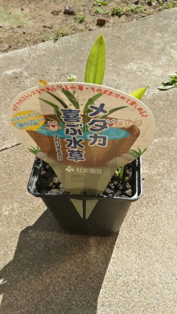 ホームセンターなどで買える メダカ喜ぶ水草 買ってきた アクアログ