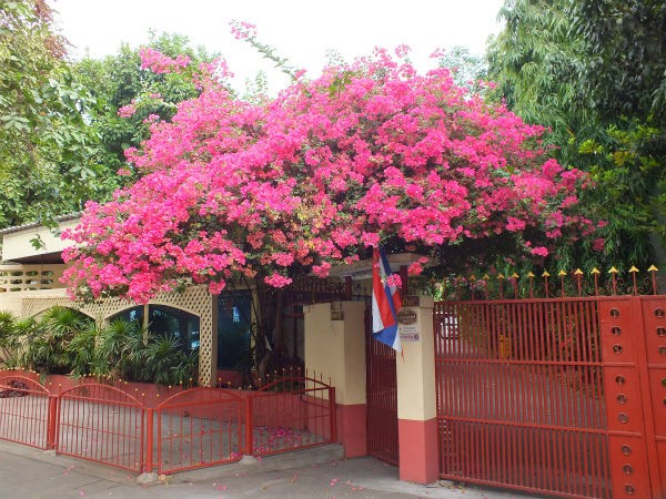 ブーゲンビリア Bougainvillea Spp オシロイバナ科ブーゲンビリア属 キャプローグ 無邪気なバンコク発信ブログ