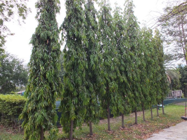 アショカの木 Polyalthia Longifolia バンレイシ科ポリアルティア属 キャプローグ 無邪気なバンコク発信ブログ