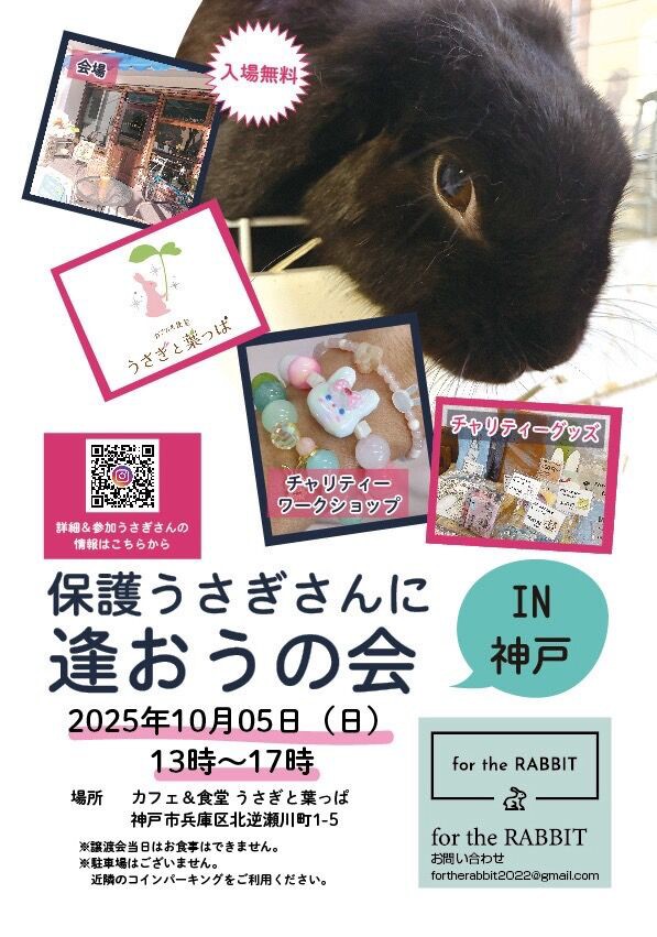 保護うさぎ譲渡会 保護うさぎさんに逢おうの会in神戸【10/5】 : for