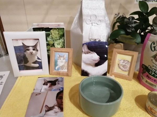 FIPの治療薬について : Capella~マクラメとうさぎとねこ~