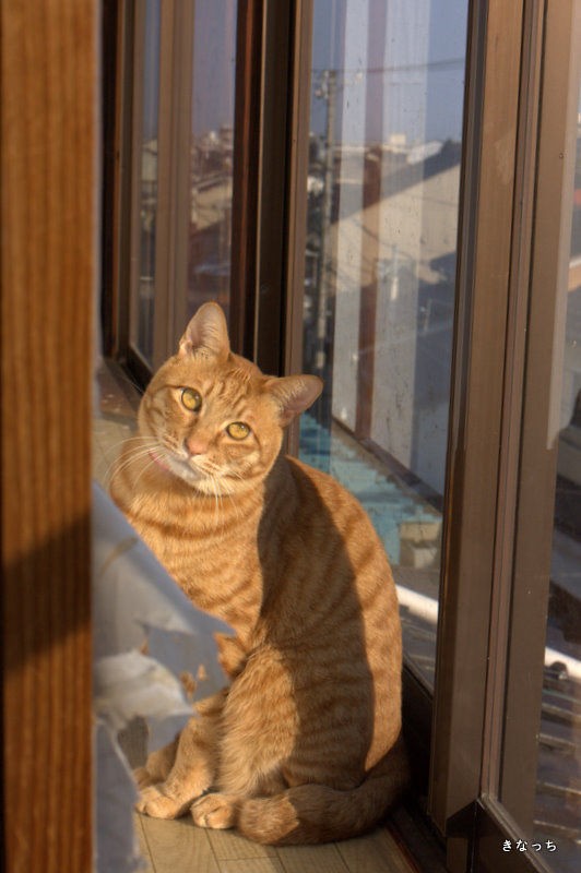 ぐっどもーにんぐ Foo Bar Hoge V0 21 とりあえずつくってみた