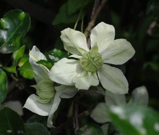 クレマチス 踊場と白万重 杜鵑草 花日記