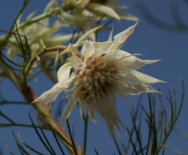 恥じらいの消えたセルリア Blushing Bride 去年のかはほり
