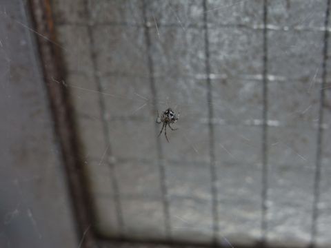 風呂場の小さなクモと 上海の長い夜 去年のかはほり