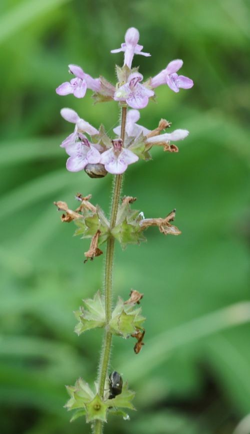 チョロギの花 去年のかはほり