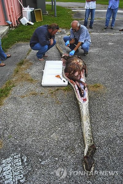 閲覧注意 米フロリダ州でシカ１頭を丸呑みしたヘビが発見される 付録部 Blog Bu