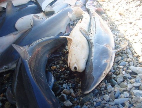 話題 単眼でアルビノ 複数の奇形をもつサメが発見される メキシコ 付録部 Blog Bu
