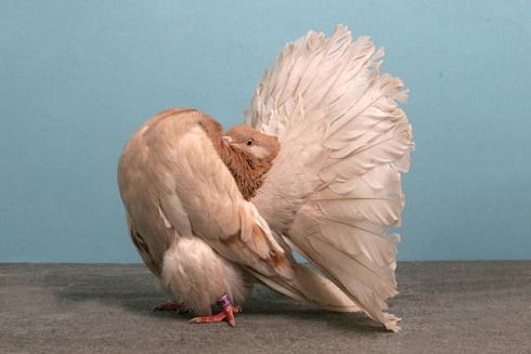 画像 品種改良された異形の鳩 ソルトレイクの鳩コンテストより 19枚 付録部 Blog Bu