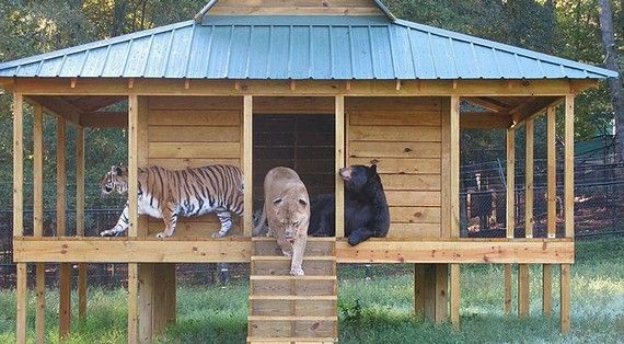 感動 熊とライオンと虎が仲良く暮らす ノアの箱舟 付録部 Blog Bu