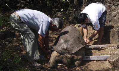 生物 推定100歳 ロンサム ジョージ死す ピンタゾウガメ絶滅が確定 動画あり 付録部 Blog Bu