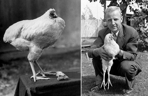 話題 首がないまま生き続けた鶏 首なし鶏マイク 伝説 付録部 Blog Bu