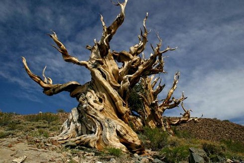 生物 世界最古の樹木 ブリストル コーンパイン の奇跡 画像18枚 付録部 Blog Bu