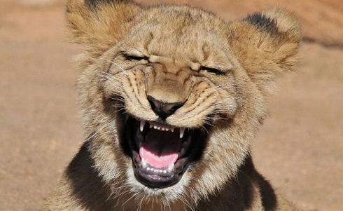 画像 笑うライオンが激写される アメリカ 付録部 Blog Bu