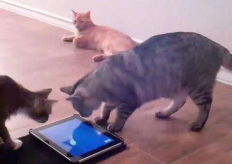 動画 猫用ipadゲームが フリスキー から登場 付録部 Blog Bu