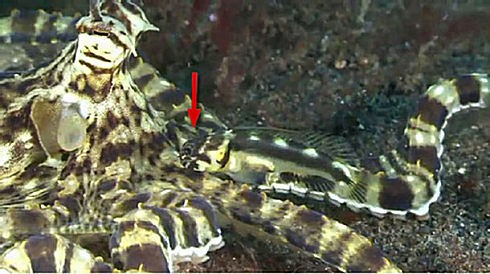 話題 専門家にも謎 擬態するタコを擬態する魚が発見される 動画あり 付録部 Blog Bu
