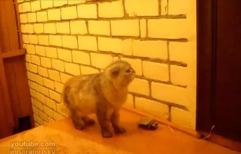 動画 ロシアの猫は二度ベルを鳴らす 付録部 Blog Bu