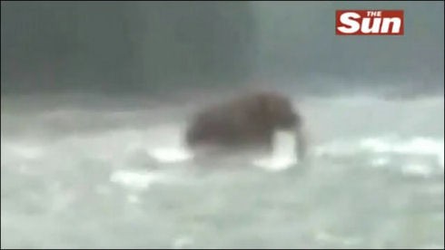 話題 イギリスの大衆紙 The Sun が生きているマンモスを発見と報道 動画を公開 付録部 Blog Bu