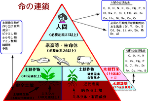 話題 食物連鎖を数値化 人間はイカと同等かそれ以下の可能性 付録部 Blog Bu