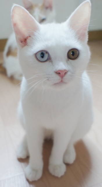 幸運を呼ぶ 神秘的な瞳 オッドアイ とは Cat House Nishiwaki