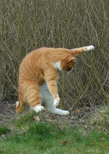 写真】踊るネコ (猫ダンス) : 猫写真ブログ (ねこ写真 ネコ写真 ぬこ写真)