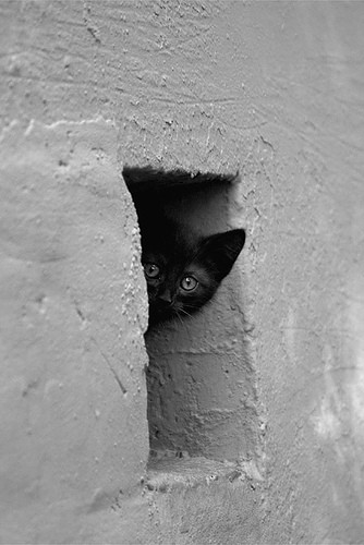 写真 超可愛い覗き猫 猫写真ブログ ねこ写真 ネコ写真 ぬこ写真 写真 超可愛い覗き猫 猫写真ブログ ねこ写真 ネコ写真 ぬこ写真