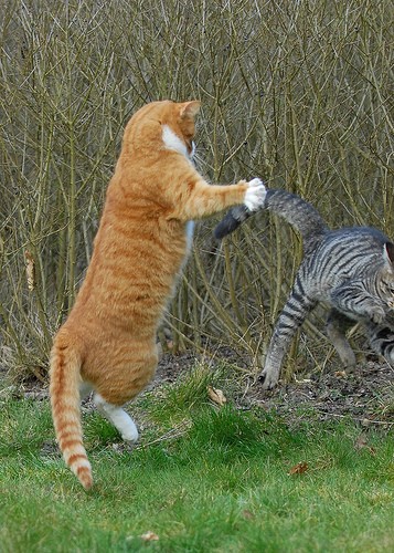 写真 踊るネコ 猫ダンス 猫写真ブログ ねこ写真 ネコ写真 ぬこ写真