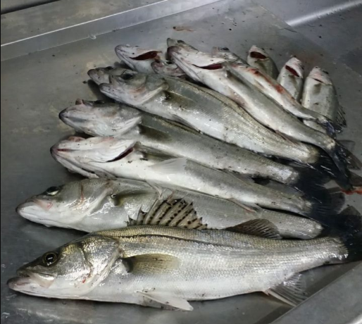 お腹の中に見る大自然の一端 デッドオアアライブ釣行記
