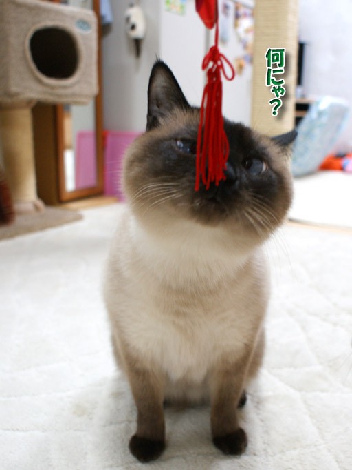 身軽でちっこいシャム猫ランちゃん シャム猫えきさいてぃんぐきゃっつ