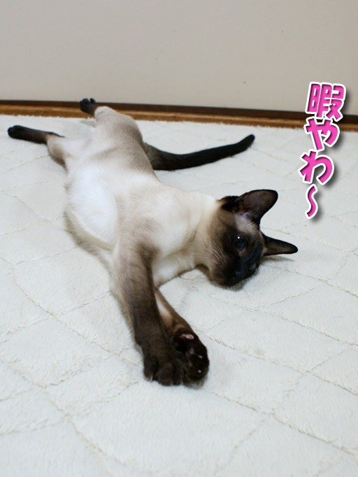 力強い女 シャム猫えきさいてぃんぐきゃっつ