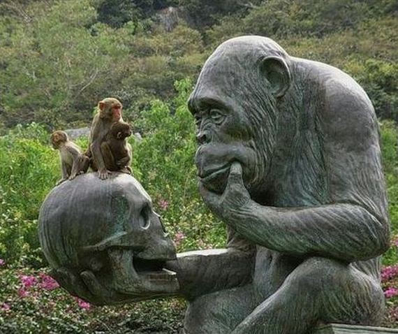 考える猿 おもしろ動物画像のblog